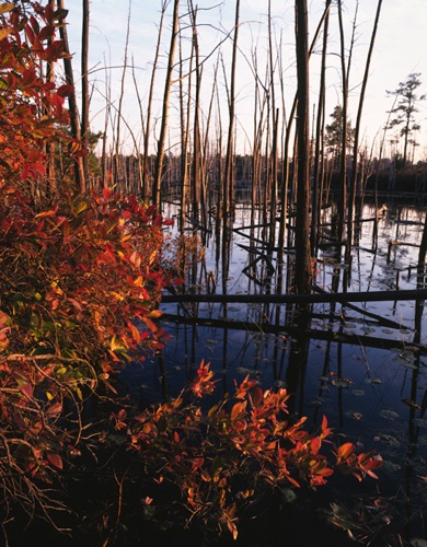 Bamber Lake, Pine Barrens NJ (MF).jpg Bamber Lake, Pine Barrens NJ (MF).jpg